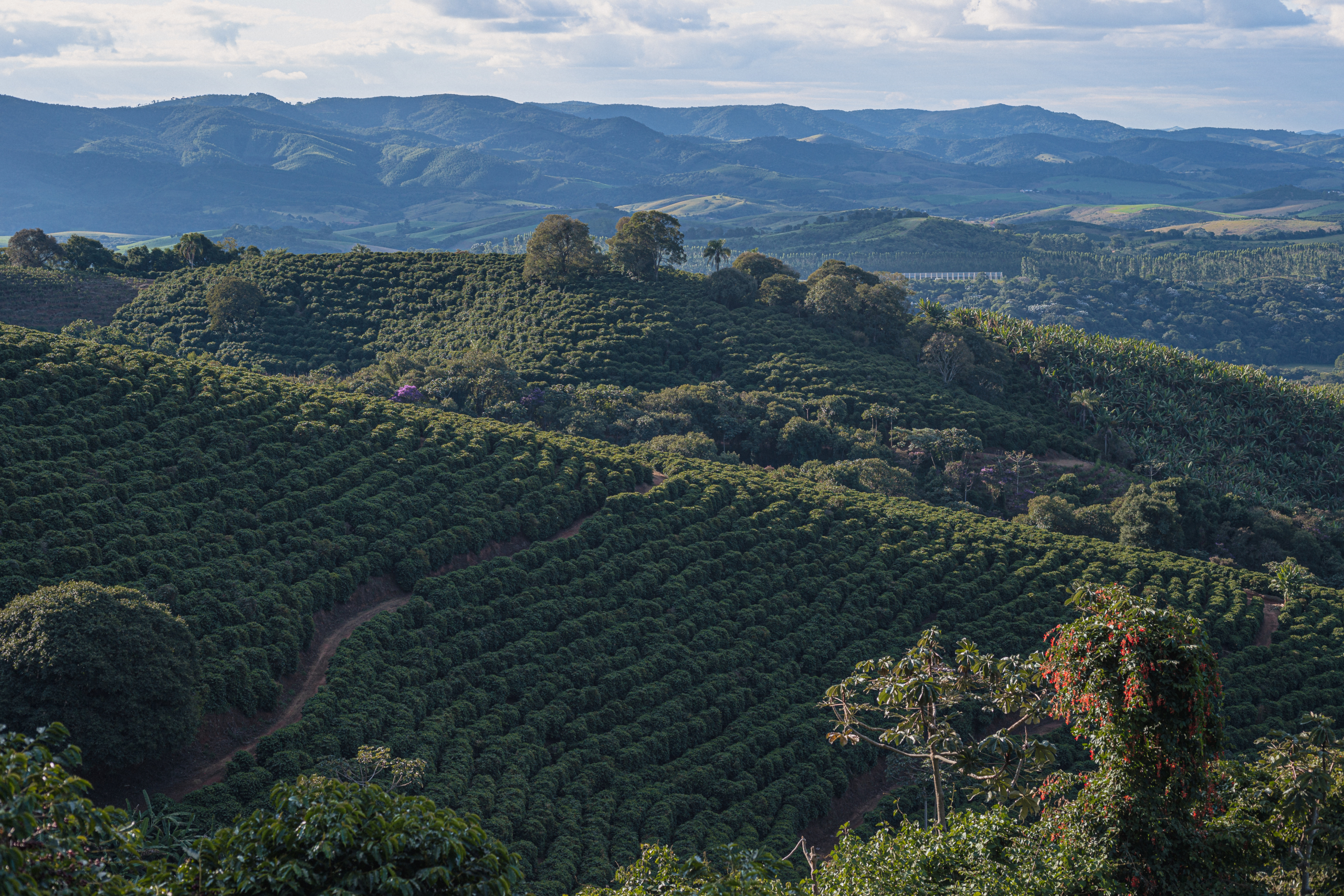 Brazil-Fazenda-Sertao-2022-44-scaled