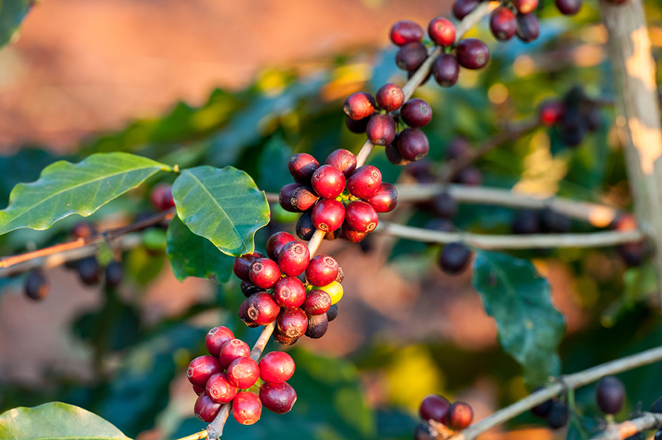 Brazil-Fazenda-Sertao-2022-58