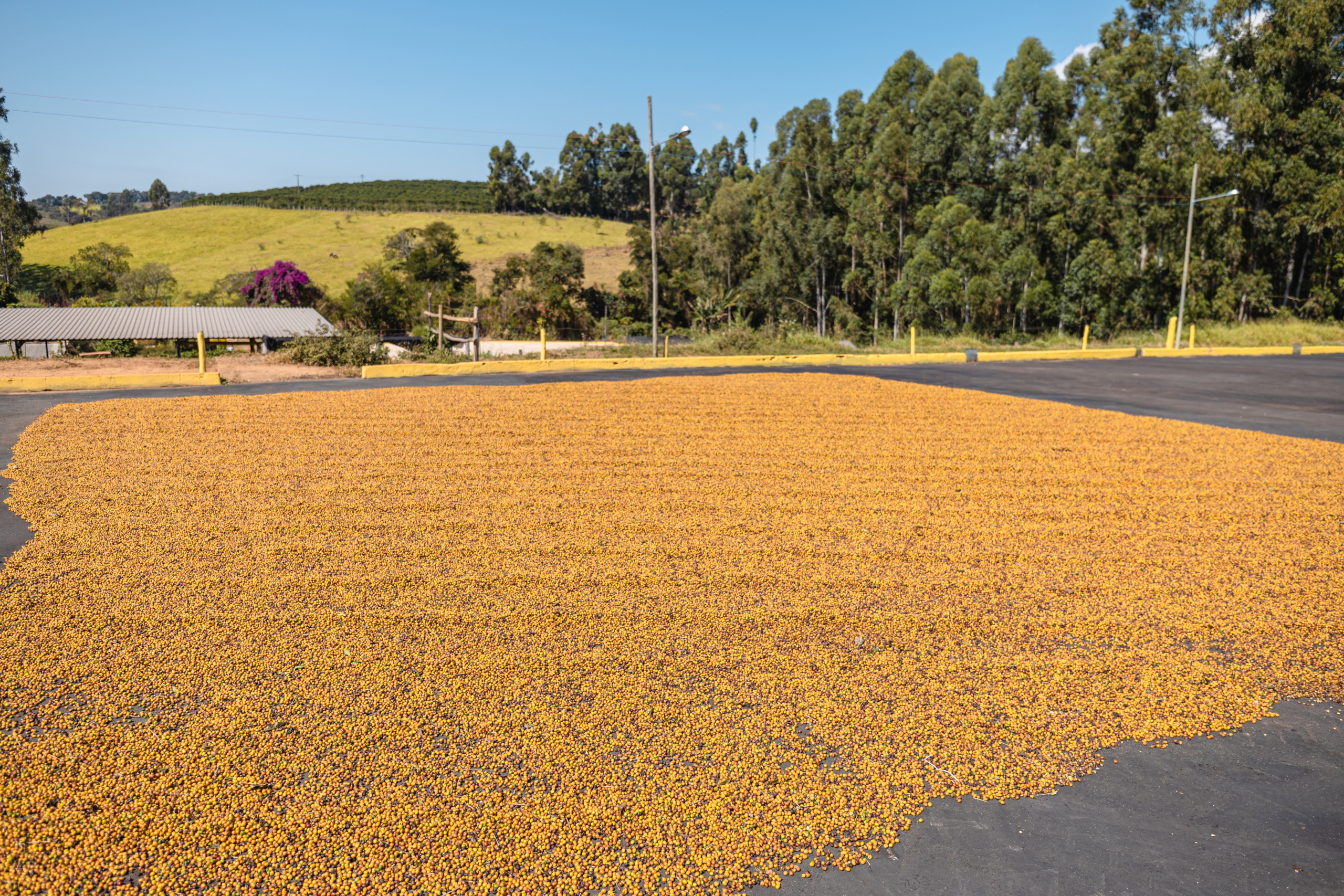 Brazil-Fazenda-Sertao-2022-71-scaled